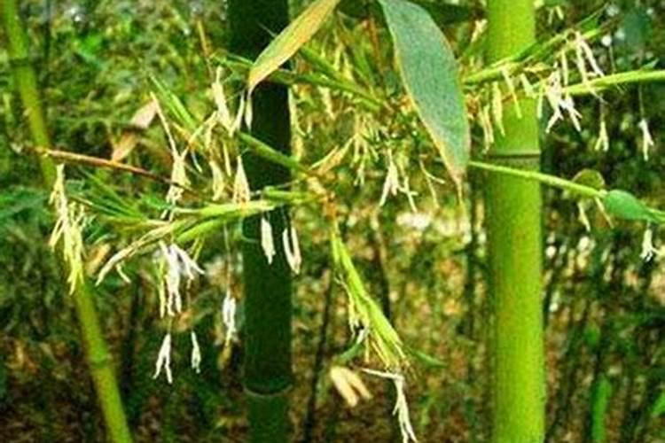 什么药能让竹子开花