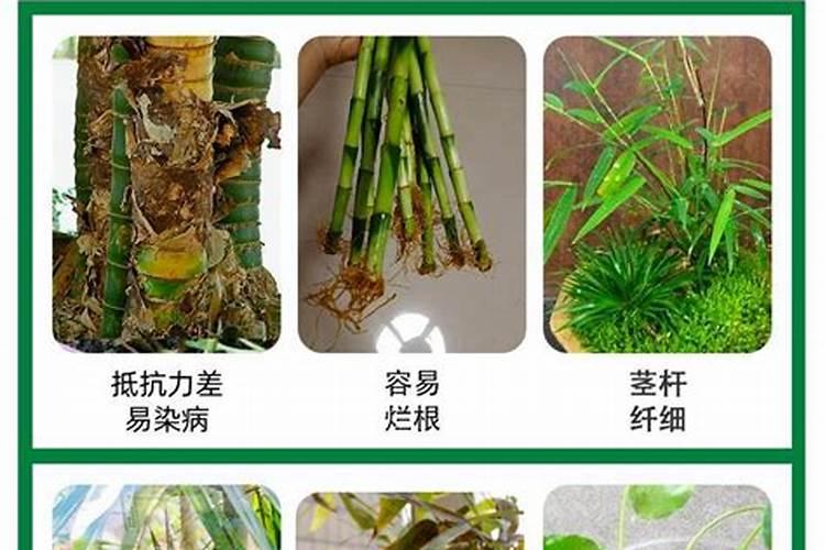 竹子用什么肥料