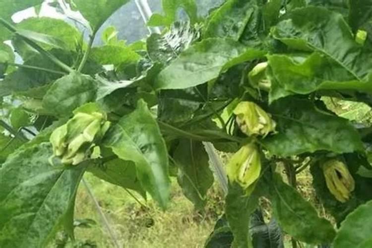 月季花浇什么肥