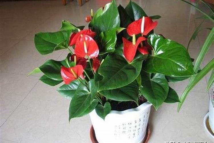 池塘泼腐殖酸钠和芽孢杆菌间隔多长时间