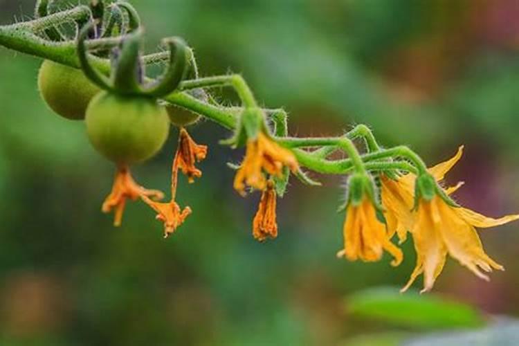 哪些花需施磷肥