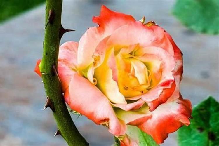 月季花用什么肥料