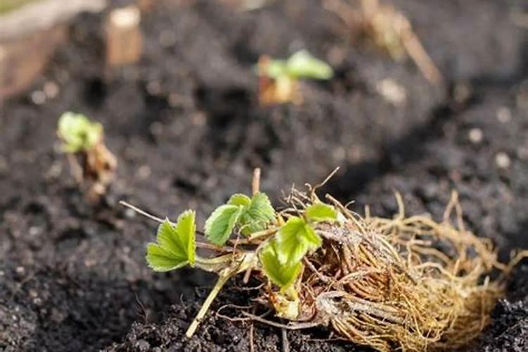 芸苔素内酯十大害处