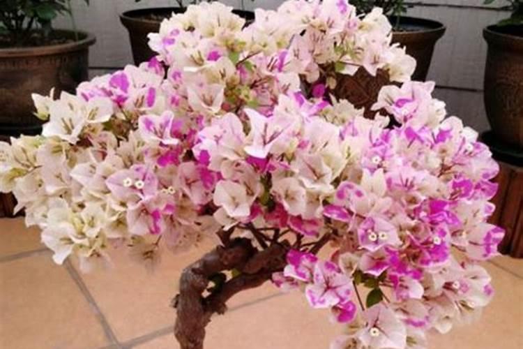 芸苔素内酯十大害处