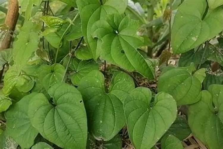 水栽绿萝放什么