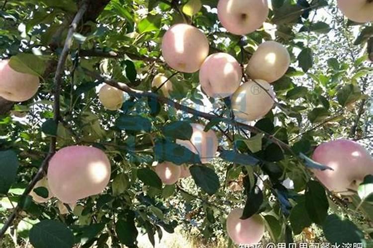 苹果施肥时期注意哪些 苹果施肥时期有什么注意事项