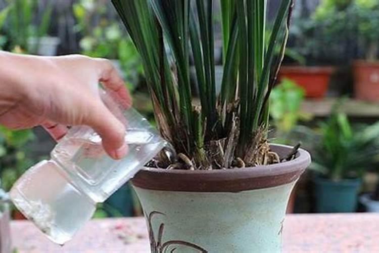 有哪些花能用氮肥