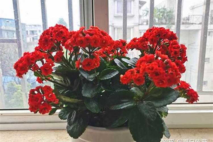 长寿花施肥方法