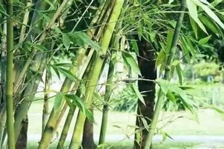 竹子施肥的正确方法