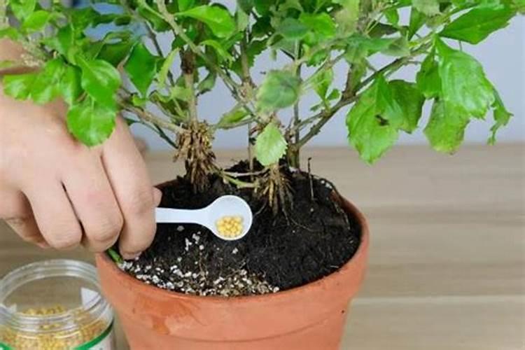 猕猴桃施肥的最佳时间 猕猴桃什么时候施肥