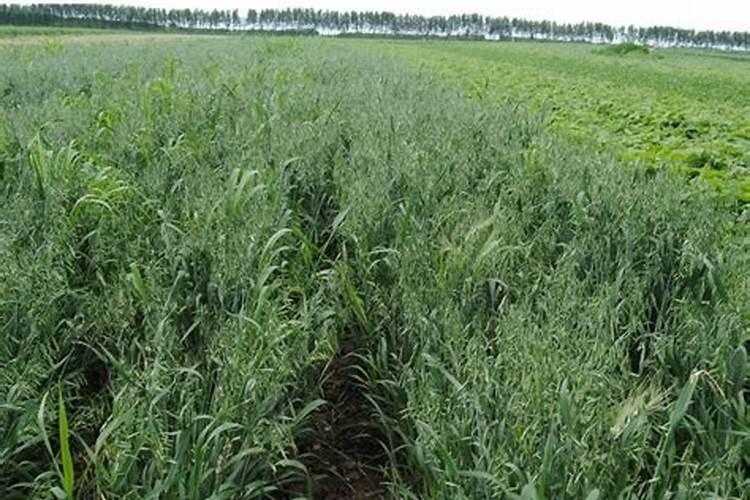 运动阶段需要补充什么微量元素