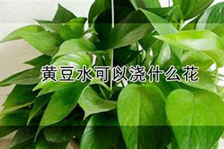 泡黄豆的水可以浇花吗