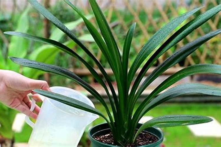 黄豆煮水浇花好吗