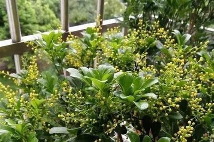 适合在家养的米兰花,花瓣金黄,四季都能开花,开完一茬接一茬