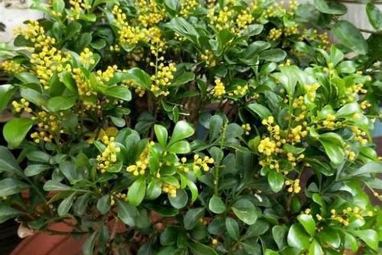 盆栽米兰开花时能否施肥