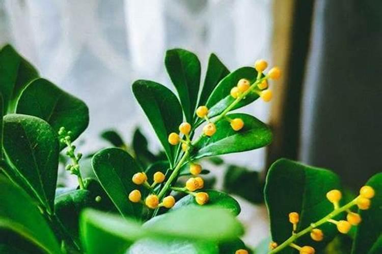 米兰花的开花期施肥