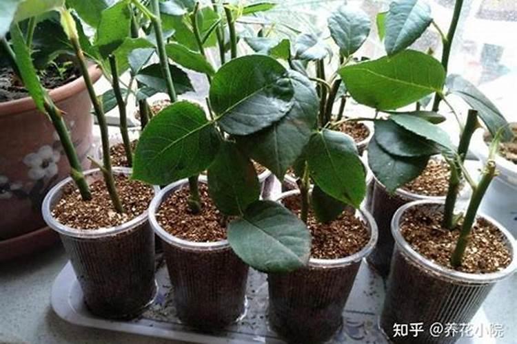 长春花夏天可以修剪吗