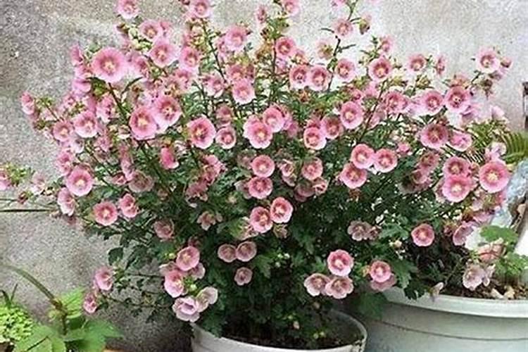 荔枝保果用什么药最好