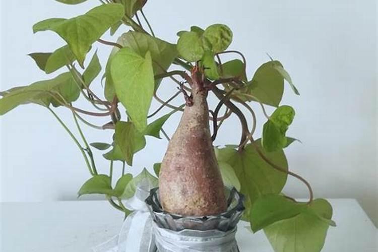 番薯苗种下几天可施复合肥料？