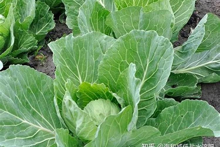 水溶肥啥时候用比较好