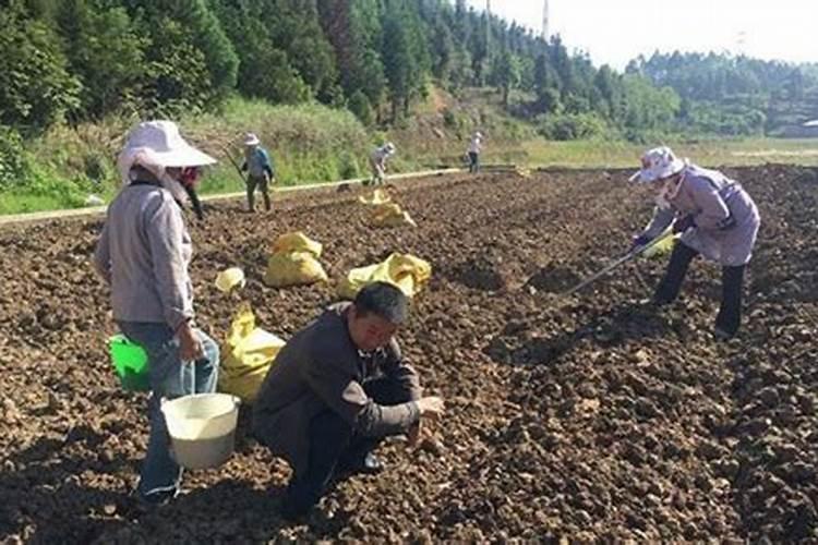 芝麻是栽还是撒种子