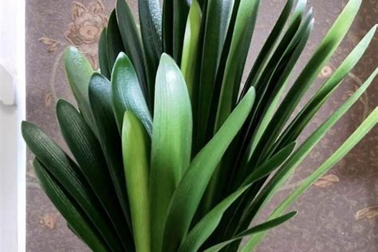 君子兰用什么肥料