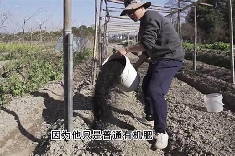 一天中给菜施肥的最佳时间