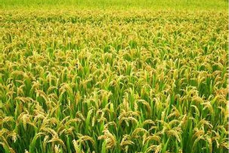 水稻一亩需要的氮磷钾