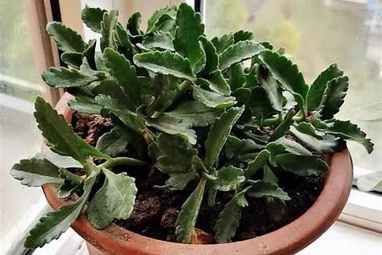 倒挂金钟适合上什么肥