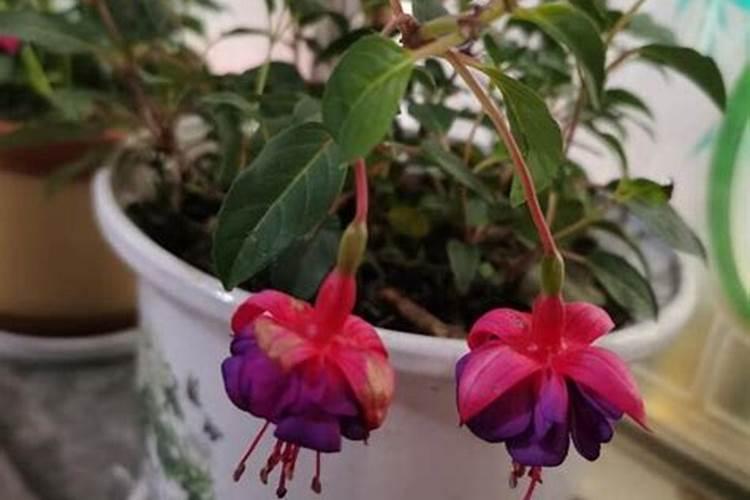 倒挂金钟花期掉花苞怎么办