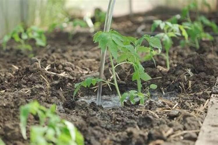 什么是磷肥 天然的磷钾肥有哪些