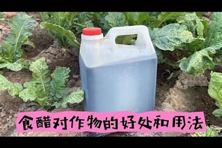 白醋喷豆角有什么好处