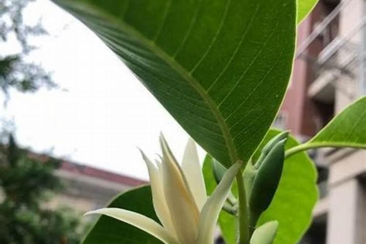 盆栽白兰花如何养殖 盆栽白兰花怎样养殖