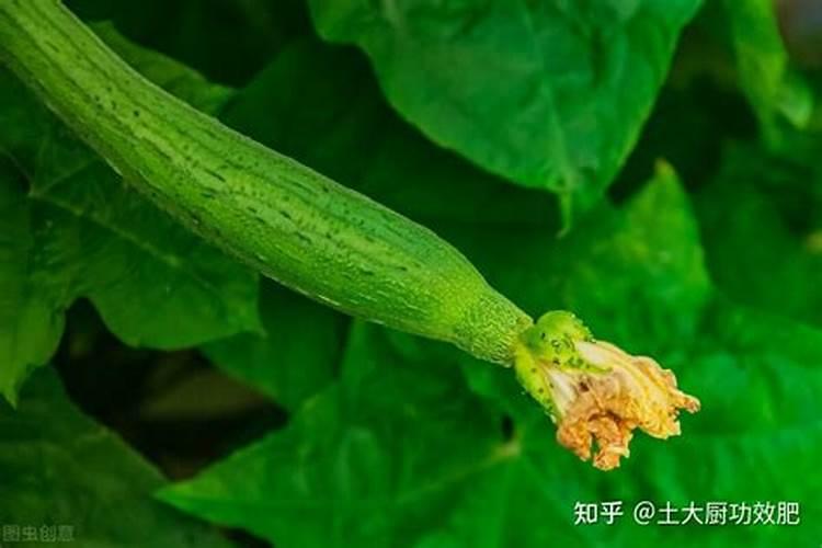 醋精的作用有哪些 醋精在不同行业的用途介绍