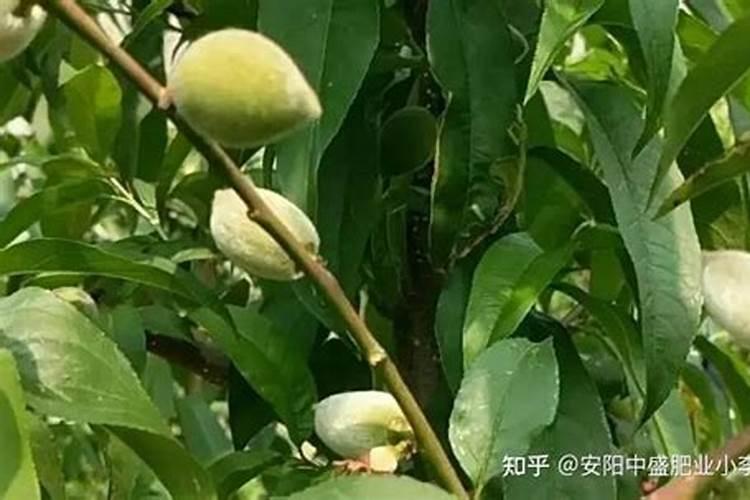 醋精的作用 醋精有哪些用途