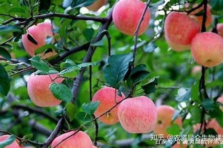 油菜复合肥氮磷钾比例花卉百科