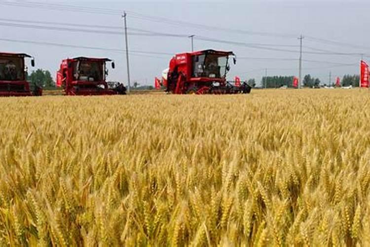 小麦底肥用二铵多少合适 二铵用4050斤