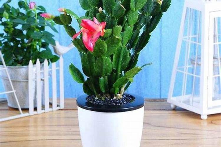 家里养的竹子为什么叶子黄了？