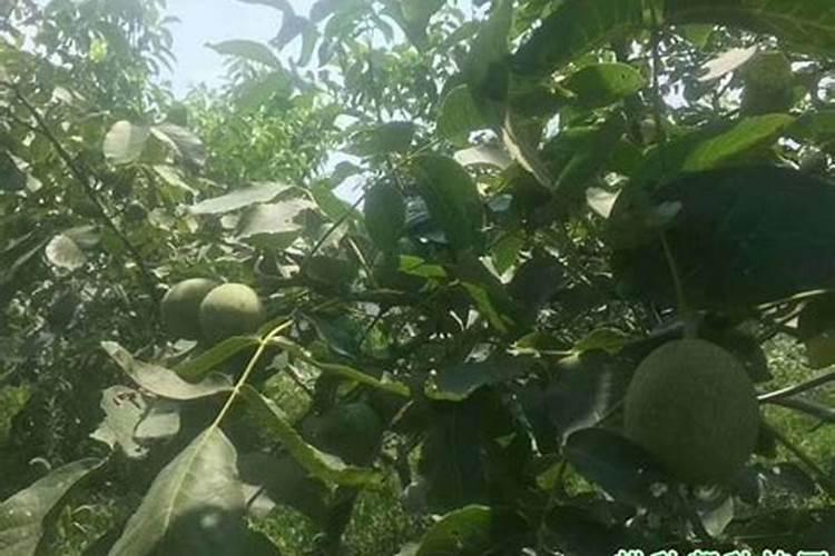 橘子有什么坏处