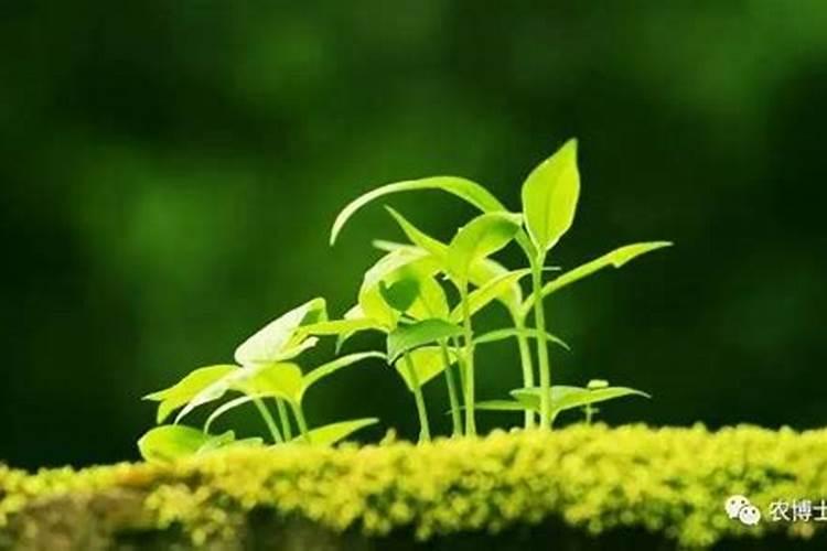 氯化铵肥料的使用方法