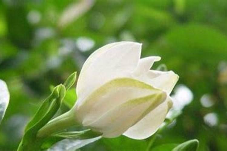 尿素可以用来给栀子花施肥吗