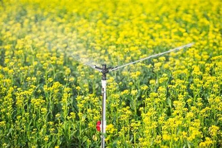 种植油菜为什么要施硼肥 油菜啥时候施硼肥好