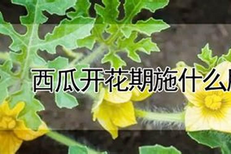 西瓜开花期用什么肥料