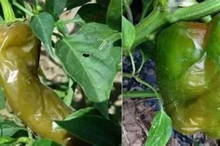 刚插接的黄瓜苗可以喷洒芸苔素内脂吗？