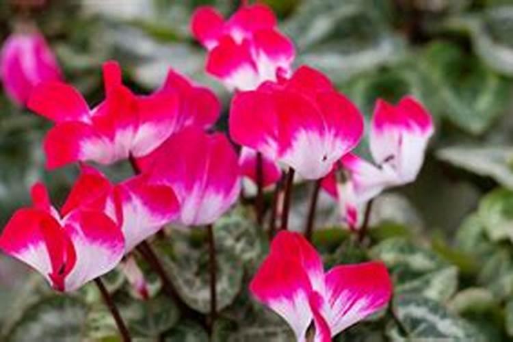 蔬菜浇什么肥料最好