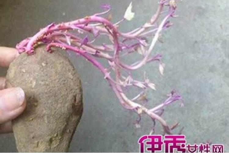 种植葛根有什么需要注意的地方？