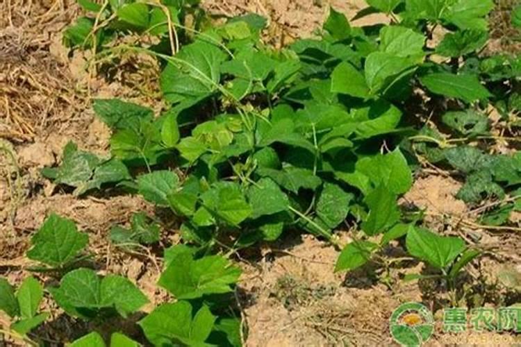 红薯在哪个季节成熟上市,怎么感觉一年四季都有卖？