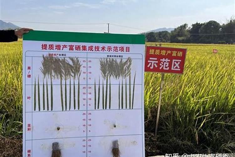 富硒叶面肥怎样喷水稻可以产富硒大米