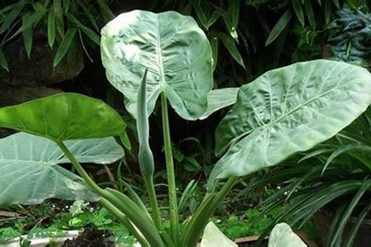 水溶肥,含量配比怎么计算,,,如201030怎么配