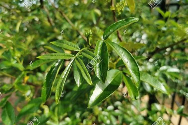 辣椒苗怎样浇水